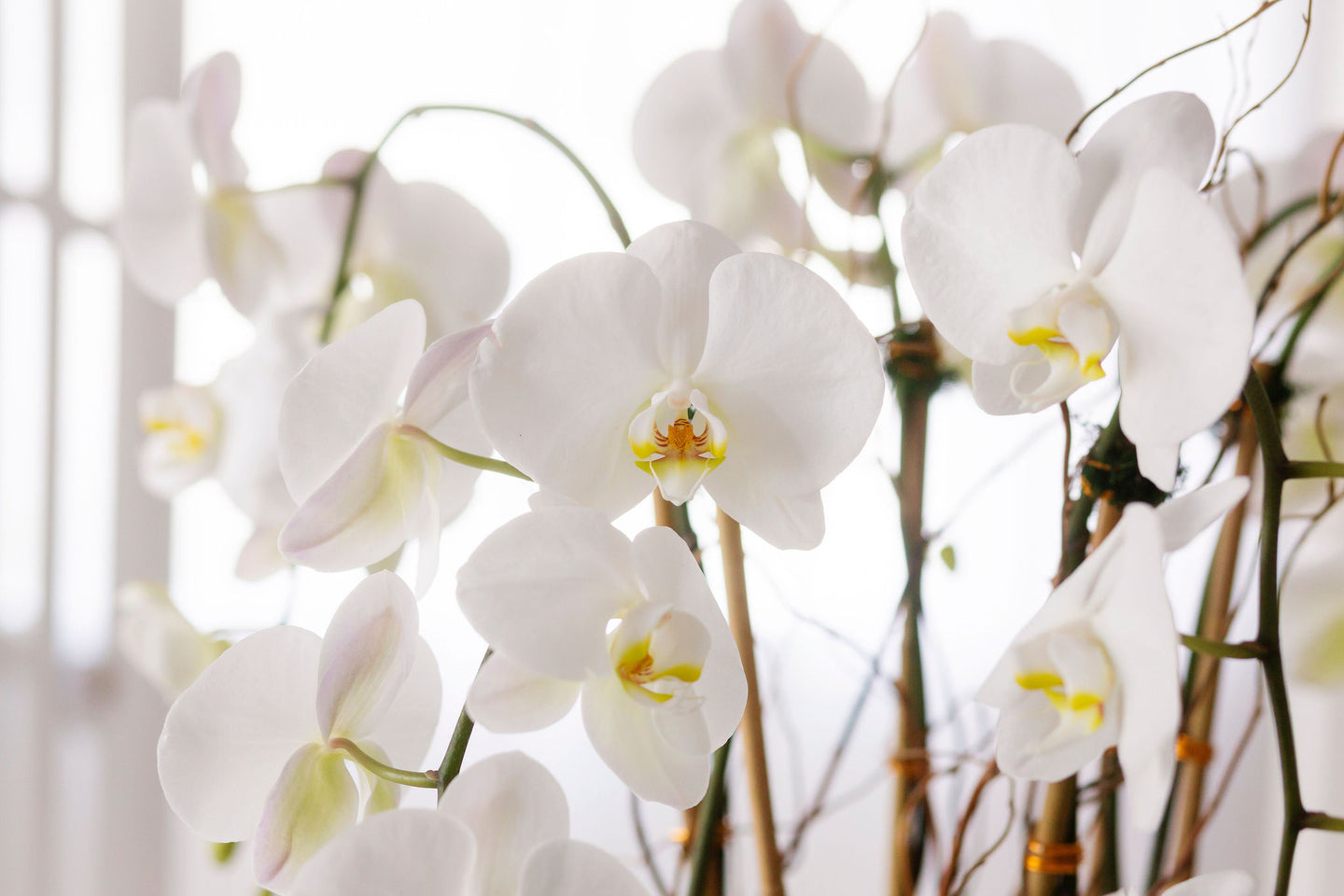 White swan orchids